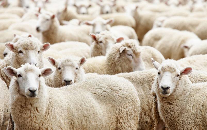 Mengajarkan esensi ibadah qurban kepada anak