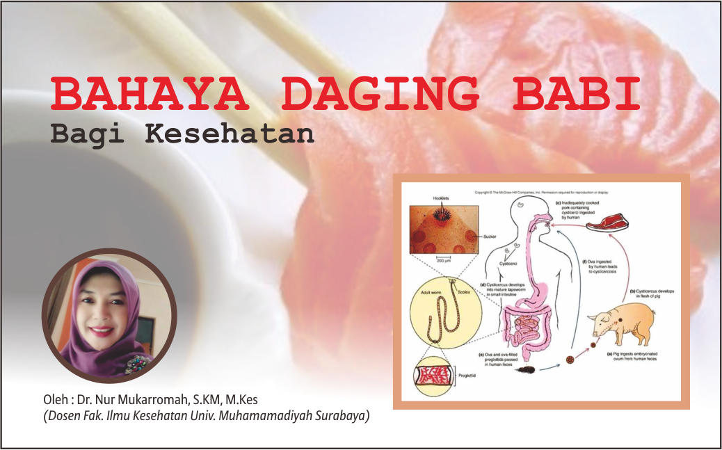 Bahaya Daging Babi Bagi Kesehatan